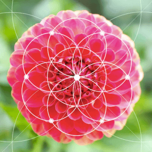 Centre of Excellence – Fibonacci Numbers and the Golden Ratio Diploma Course (2)