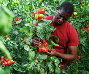 Centre of Excellence – Horticulture Diploma Course