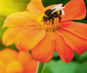 Centre of Excellence – Natural Beekeeping Diploma Course